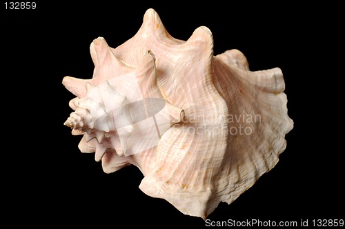 Image of Seashell