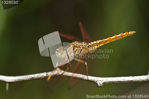 Image of dragon fly