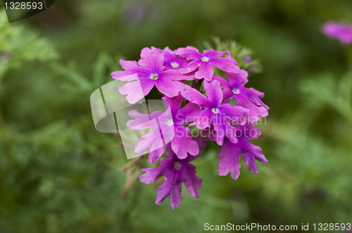 Image of Verbena