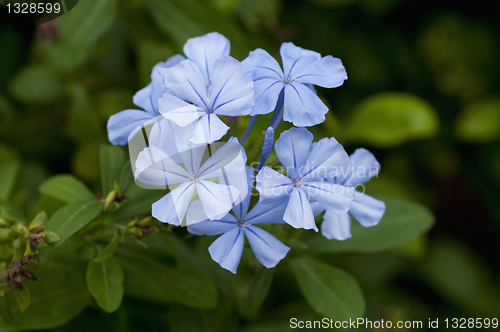 Image of Periwinkle