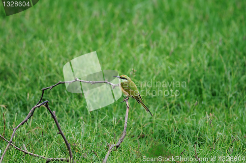 Image of Bee Eater