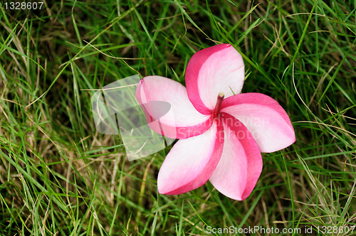 Image of plumeria