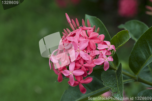 Image of ixora