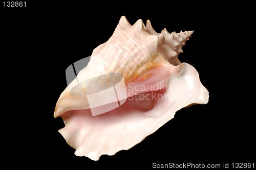 Image of Seashell