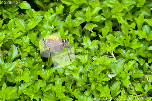 Image of Peacock Pansy