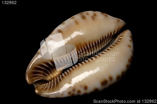 Image of Seashell