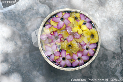 Image of frangipani flowers