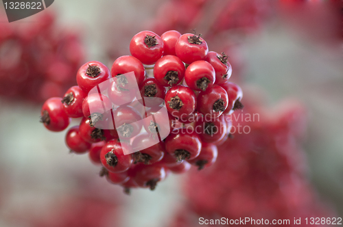 Image of Wild berries