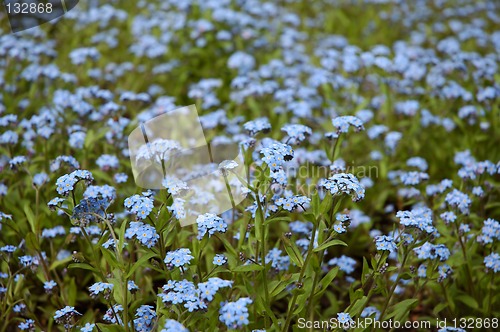Image of Forget-me-nots background