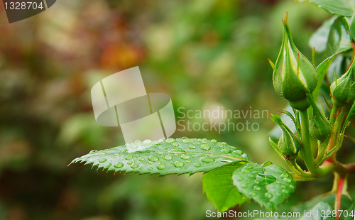 Image of Green leafs with dew drops