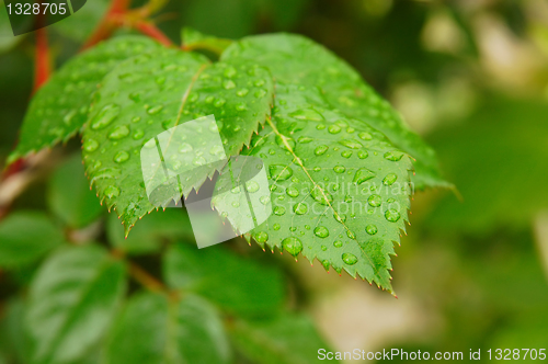 Image of Green leafs with dew drops