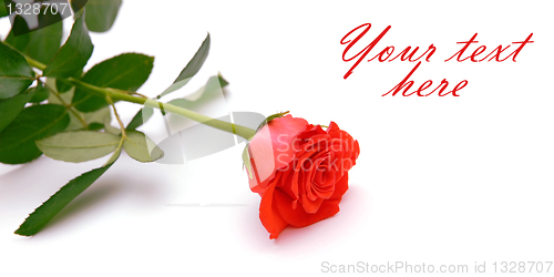 Image of Red rose with space for text