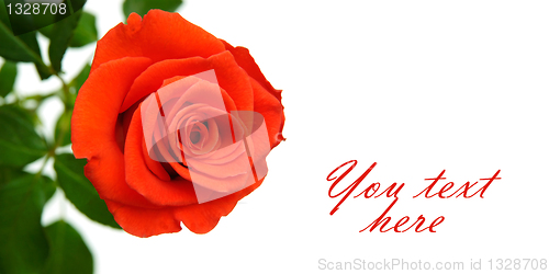 Image of Red rose with space for text
