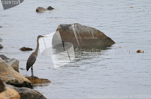 Image of Great Blue Heron