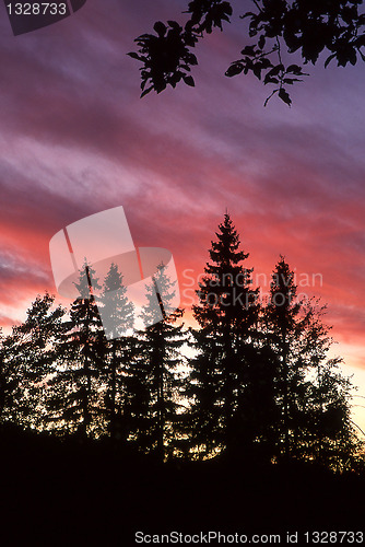 Image of Forest in sunset