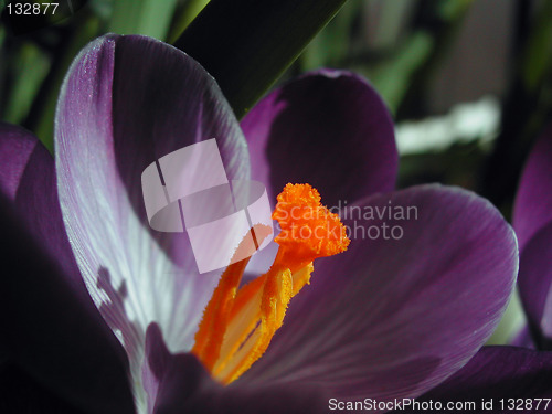 Image of Crocus