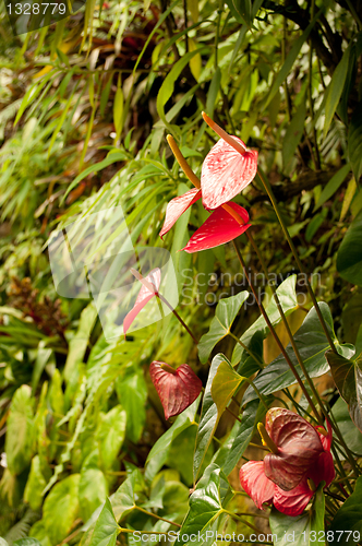 Image of Anthurium Red in Tropical Forest