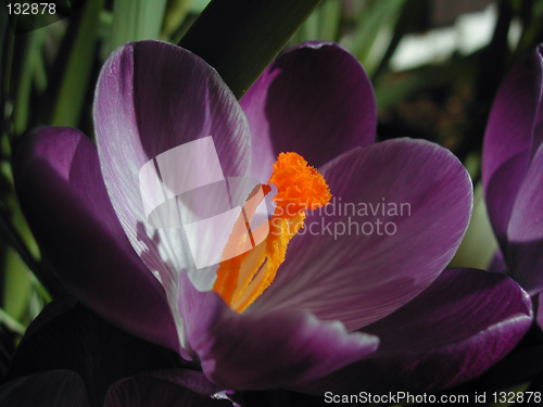 Image of Crocus