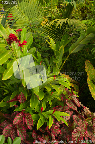 Image of Tropical Forest