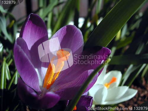 Image of Crocus