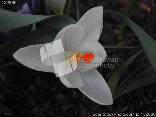 Image of Crocus