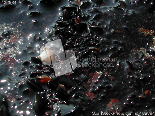 Image of Blue mussels / Shells