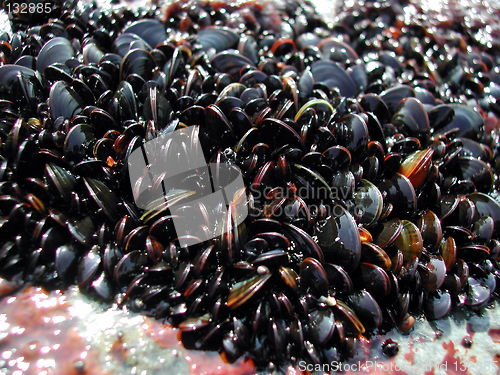 Image of Blue mussels / Shells