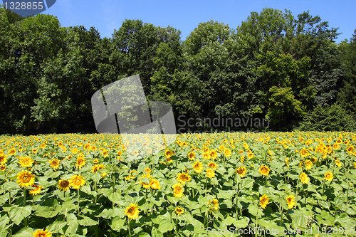 Image of Sunflowers