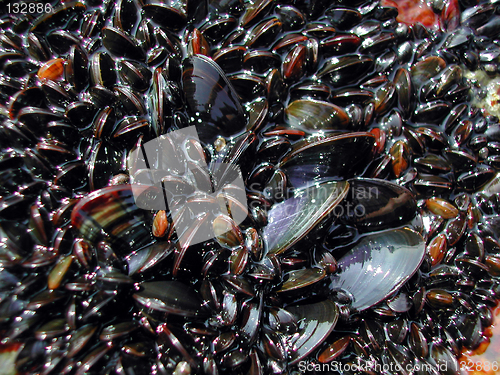 Image of Blue mussels / Shell