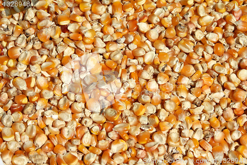 Image of Maize background