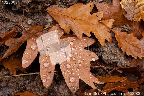 Image of Autumn