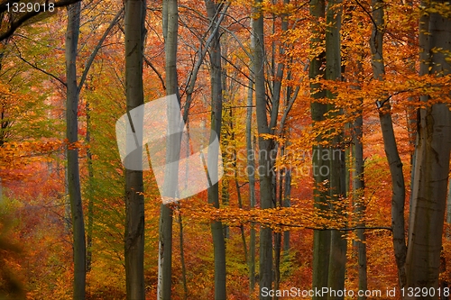 Image of Autumn forest