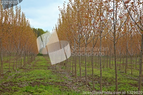 Image of Trees