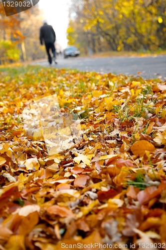 Image of Autumn park