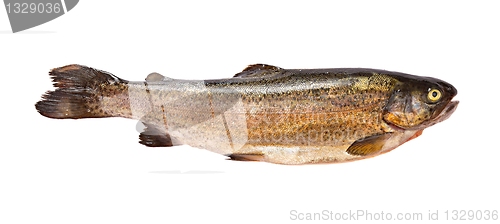 Image of Fish