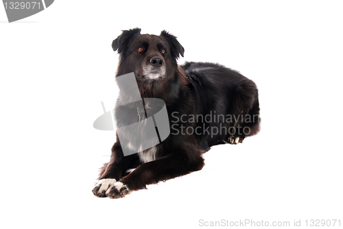 Image of A black dog laying down