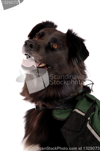 Image of Black Dog Wearing a Pack