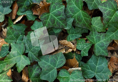 Image of Spring leaves background