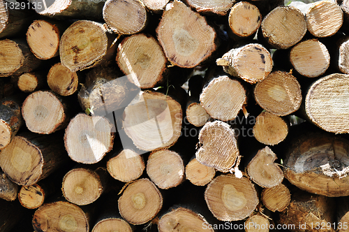 Image of Pile of log