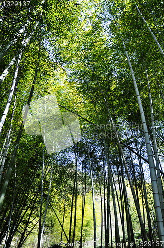 Image of Bamboo forest