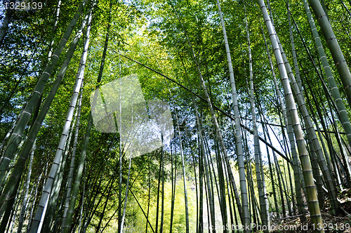 Image of Bamboo forest