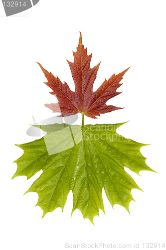 Image of Maple leaves