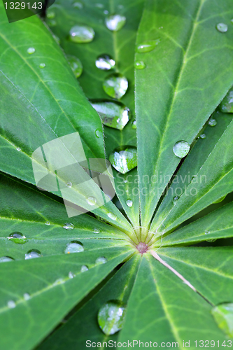 Image of water drops on green leaf