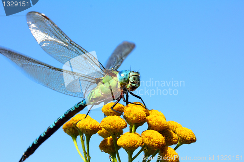 Image of dragonfly on yellow flower macro
