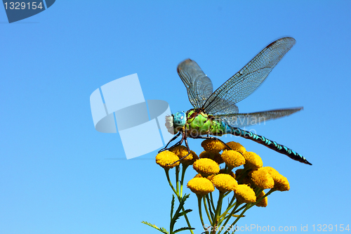 Image of dragonfly on yellow flower