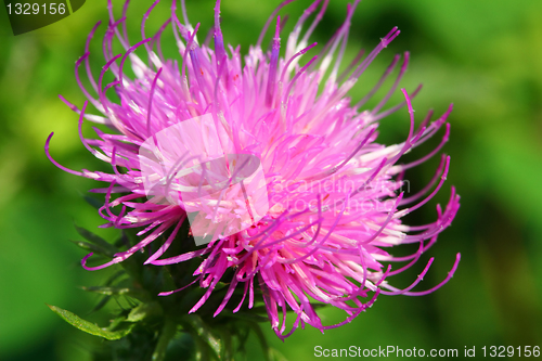 Image of thistle flower macro