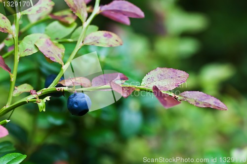 Image of Blueberry