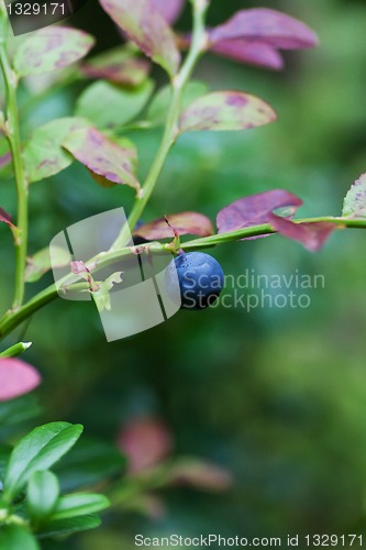 Image of blueberry