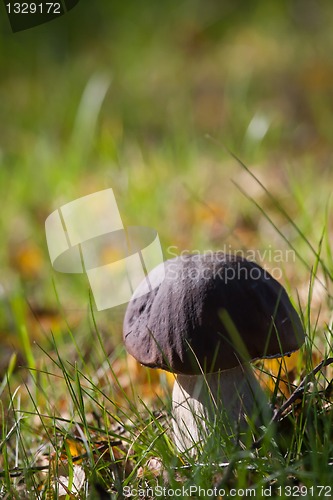 Image of penny bun