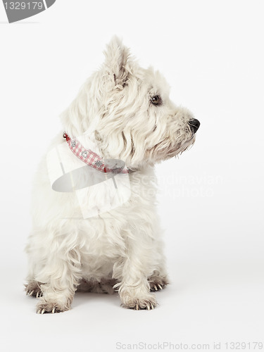 Image of white Terrier